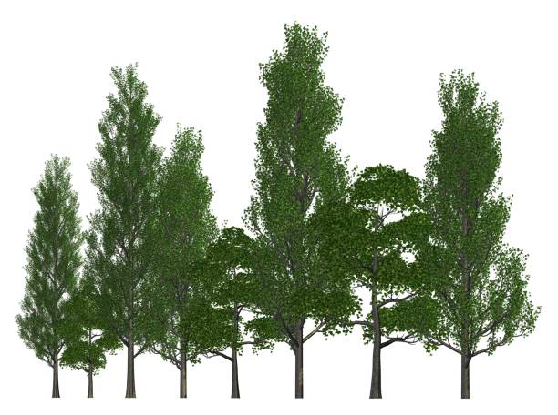 istock Trees in a row isolated on white 3d illustration 692224894
