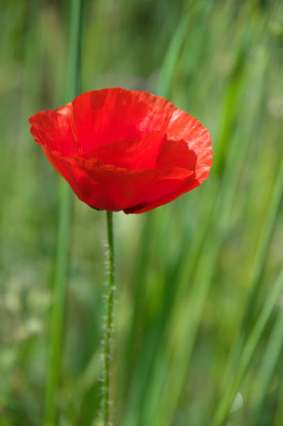 istock Poppy flower in grass 692227734