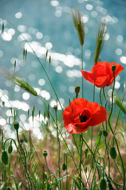 Poppy flowers close-up against glitter water at sunny day. Shallow DOF.