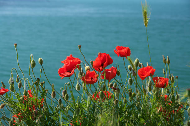 istock Poppy flowers against water 692227782