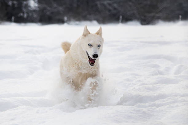 Yakutian laika