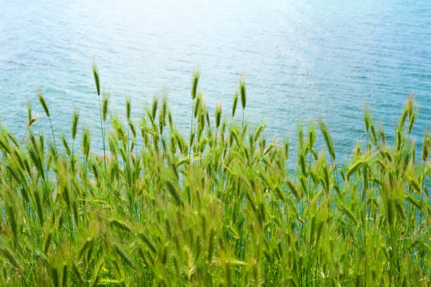 erba verde contro l'acqua - wild barley foto e immagini stock