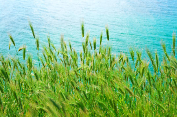 erba verde contro l'acqua - wild barley foto e immagini stock