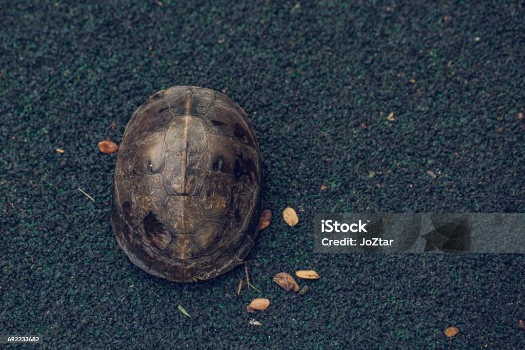 Turtle is shy inside shell on the floor. Animal abstract background. Animal Stock Photo