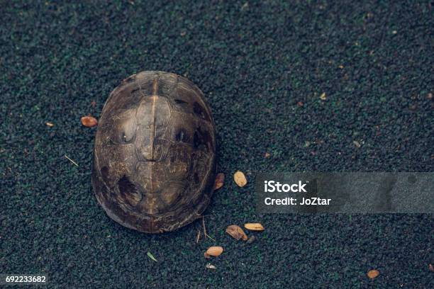 Turtle Is Shy Inside Shell On The Floor Animal Abstract Background Stock Photo - Download Image Now