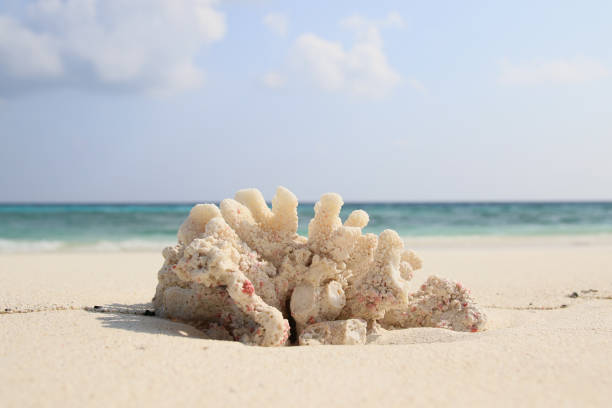 Coral found on the beach of the island Ukulhas, Maldives