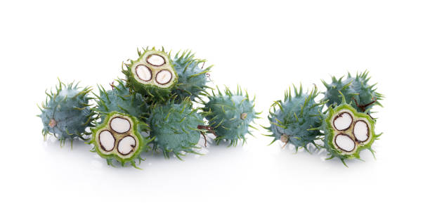 istock Castor oil plant on white background 692240642