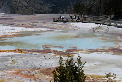Yellowstone NP - Early Summer
