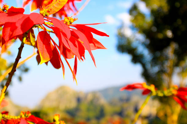 istock beautiful abstract colorful flower 692243186
