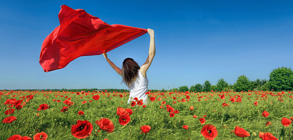 Rear view on young woman standing in blooming poppy field holding red scarf up in wind