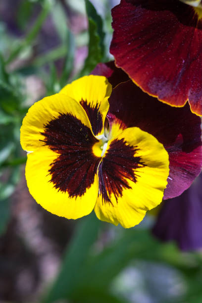 istock Yellow vinous pansy flowers (Viola tricolor) 692244266