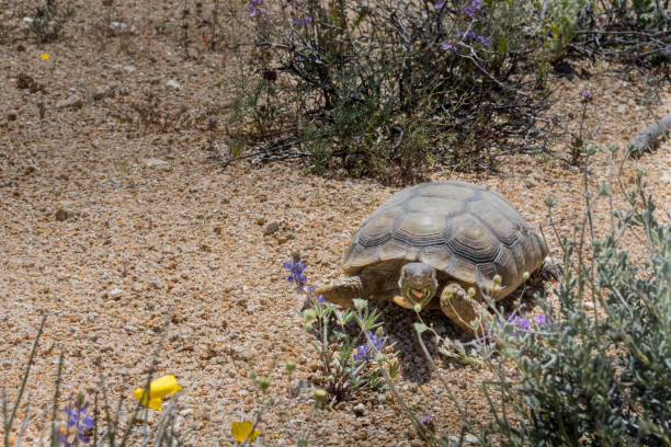 Small turtle living in the desert