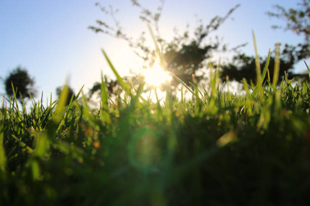 istock low angle view of fresh grass against sunlight. abstract 692256982
