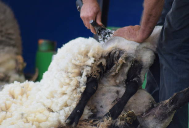 istock sheep shearing close up farming wool 692257042