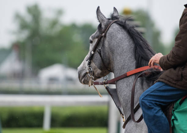 istock Gray Horse on a misty morning 692258300