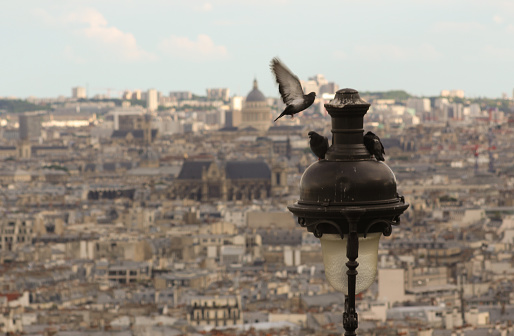 DOVE FLYING OVER PARIS