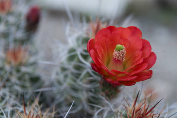 istock Pollen Clings to Bloom of Claret Cup Cactus 692260530