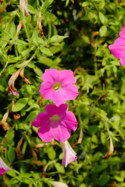 istock pink flower 3 in the garden 692260536