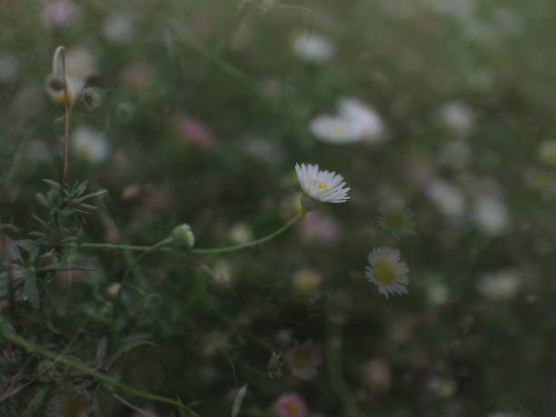 istock White flowers in a heavenly field 692263946