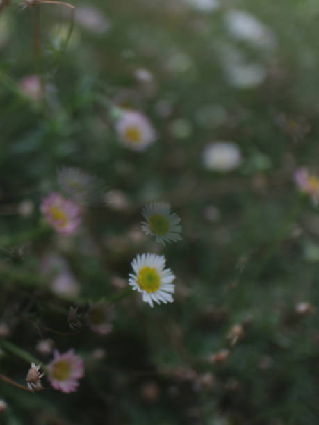 istock White flowers in a heavenly field 692263954