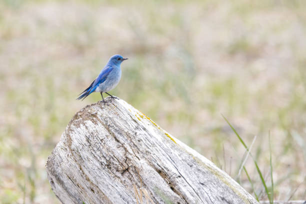 istock Male mountain bluebird 692270910