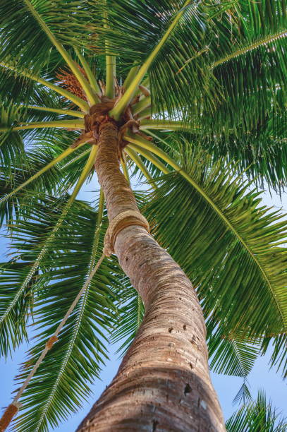 istock Bottom view of palm tree trunk and branches 692271062