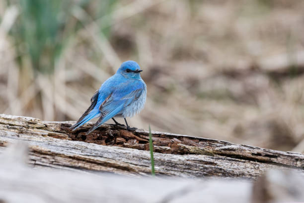 istock Male mountain bluebird 692271242