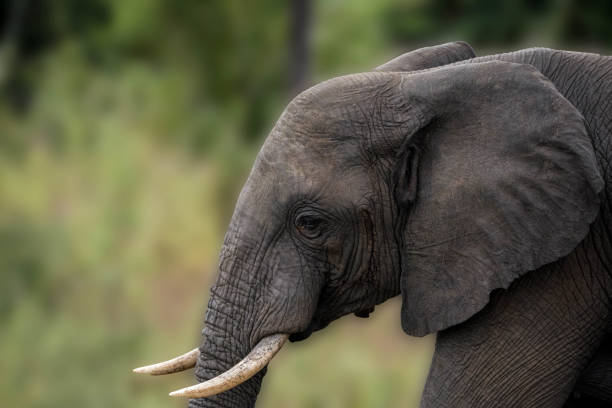istock African Elephant Close-up 692279022