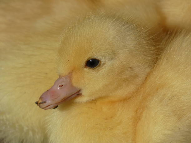 istock Duckling Yellow Young Domestic Duck 692282330