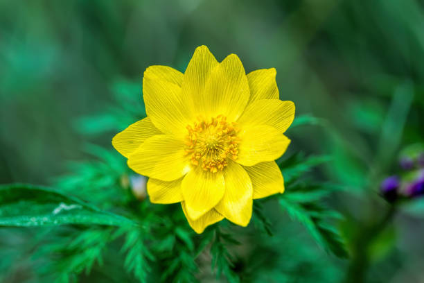 Flower Adonis sibirica in a meadow