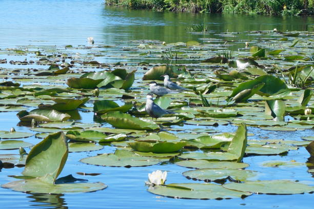 istock Three birds sitting on leaves of water lily 692286068