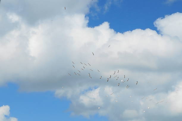 istock Flock of pelican silhouetted on a blue sky with clouds 692286072