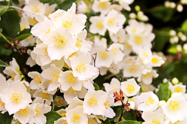 istock Jasmine flowers blossoming on bush in sunny day 692292272