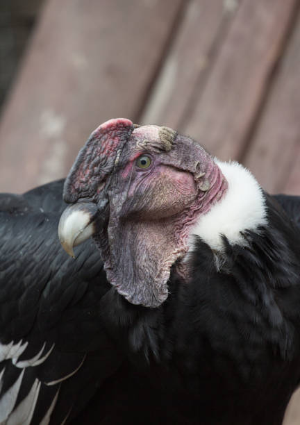 Photographed this beautiful King vulture while drying its wings in the wild rain forest at Boca Tapada, Costa Rica.