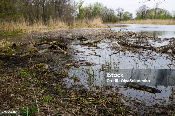 Swamp In Forest Stock Photo - Download Image Now - Backgrounds, Beauty, Beauty In Nature