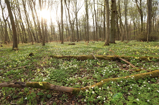 The Hainich National Park in Germany (Thuringia) is a nature reserve to protect native beech forest.