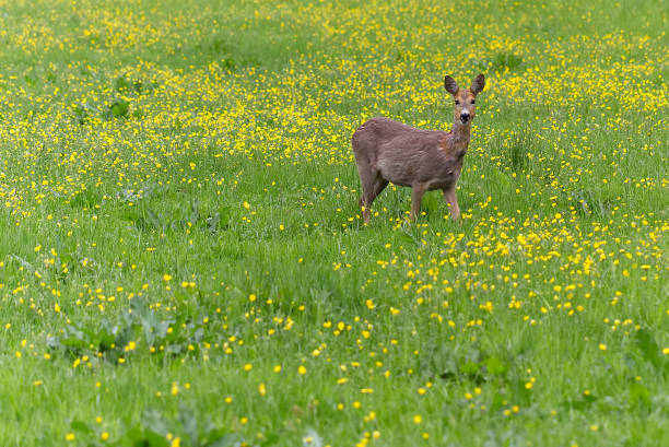 istock Venison walking around in the grass and eating 692298928