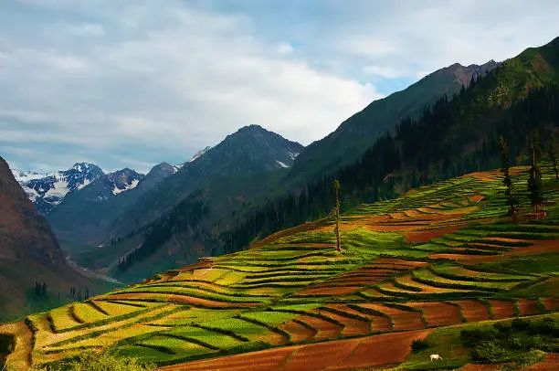 Rice fields at Naraan Valley, Pakistan.