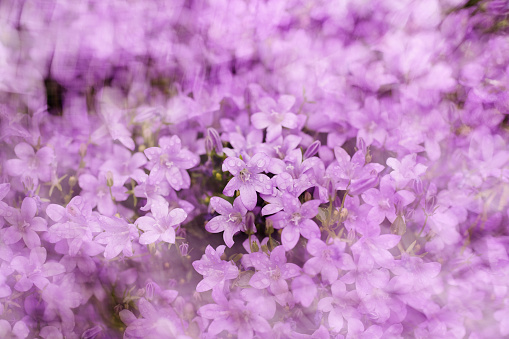A full frame texture of countless small purple flowers with in-camera motion blur effect