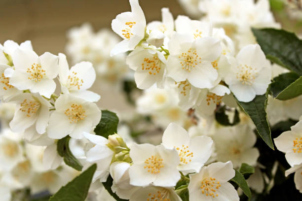 istock Jasmine flowers blossoming on bush in sunny day 692303626