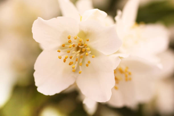 istock Jasmine flowers blossoming on bush in sunny day 692303750