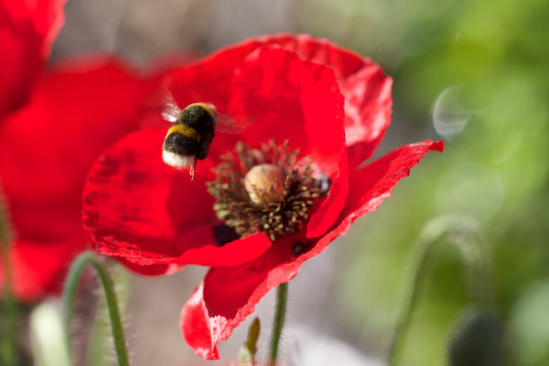 A honeybee hovers close to a vibrant Red Poppy