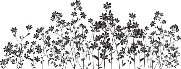 силуэт полевых цветов на белом - silhouette backgrounds floral pattern vector stock illustrations