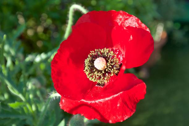 восточный мак цветочный головка в полном цвету - oriental poppy стоковые фото и изображения