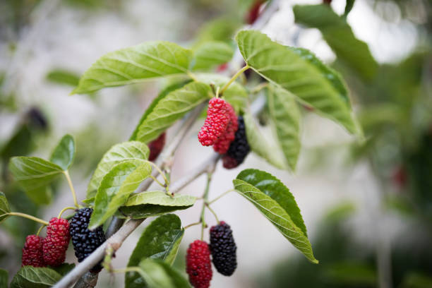 mulberry tree - mulberry bush stock-fotos und bilder