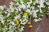 blumen-von-einem-apfelbaum-auf-einem-hin