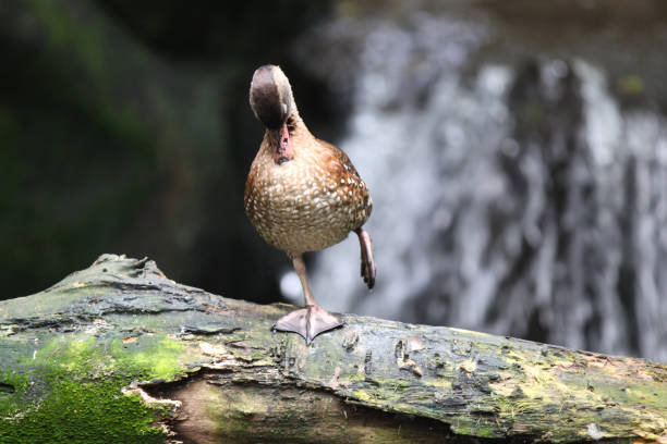 istock Waterfowl ducks on land, Singapore 692312906