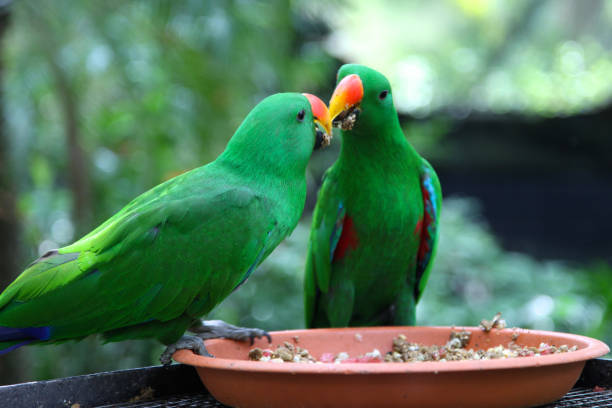 istock Bright green parrots, Singapore 692315996