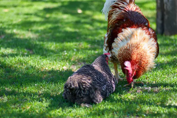 Free range chickens roam the yard on a farm. Chickens on traditional free range poultry farm. Livestock, Rural life