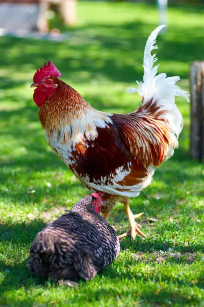Free range chickens roam the yard on a farm. Chickens on traditional free range poultry farm. Livestock, Rural life.